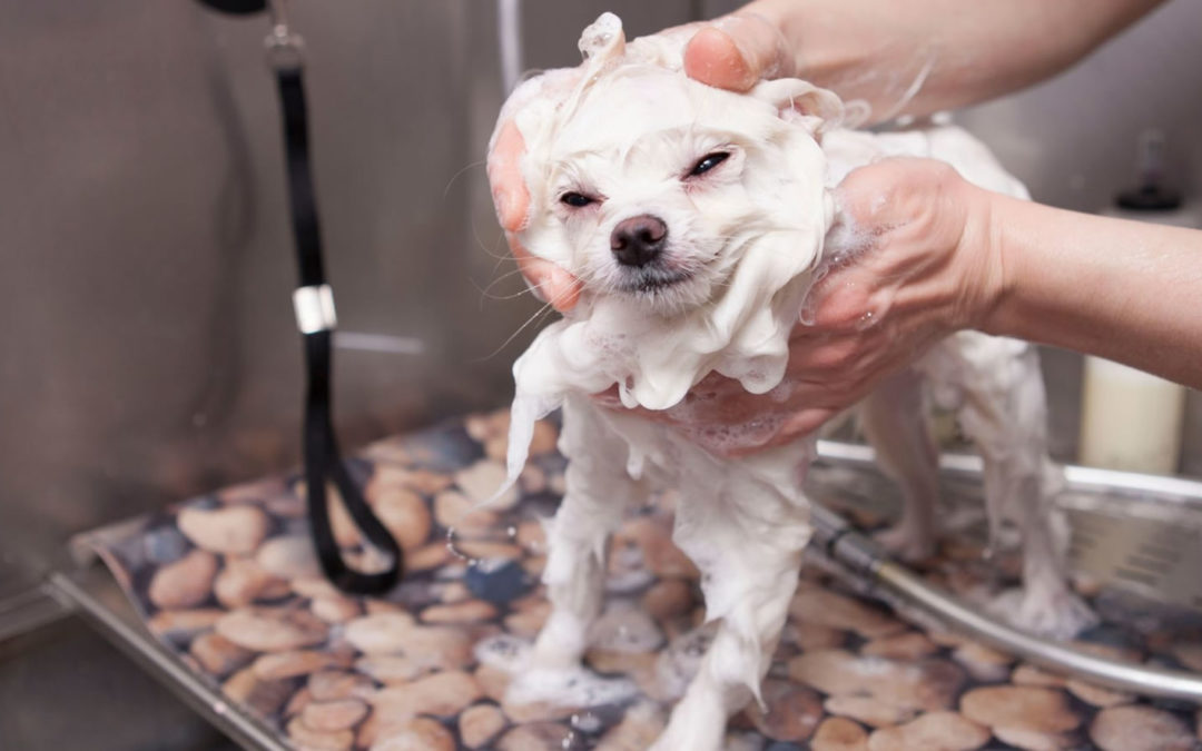 Shampoing naturel pour chiens