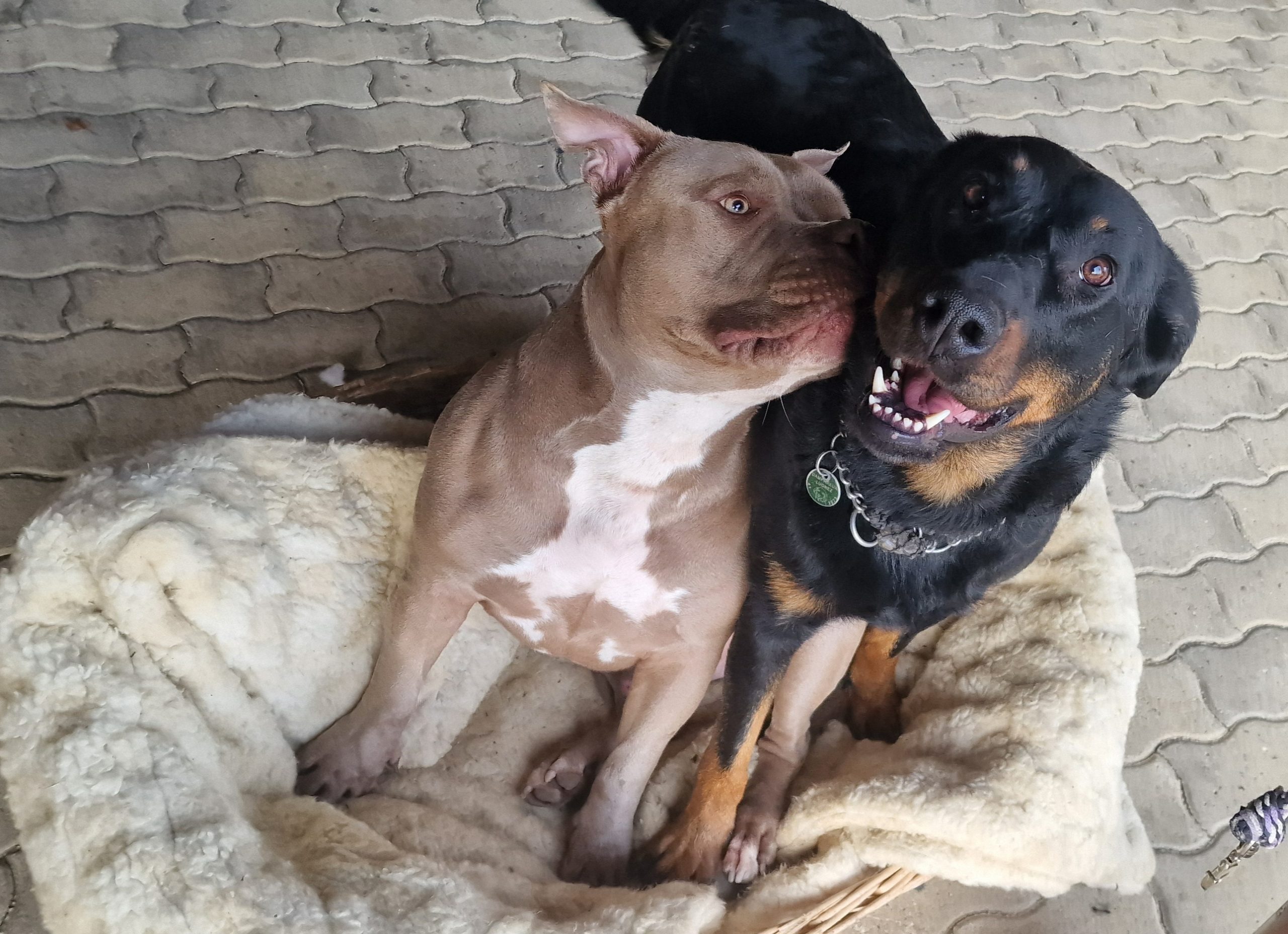 Thor & Ripley