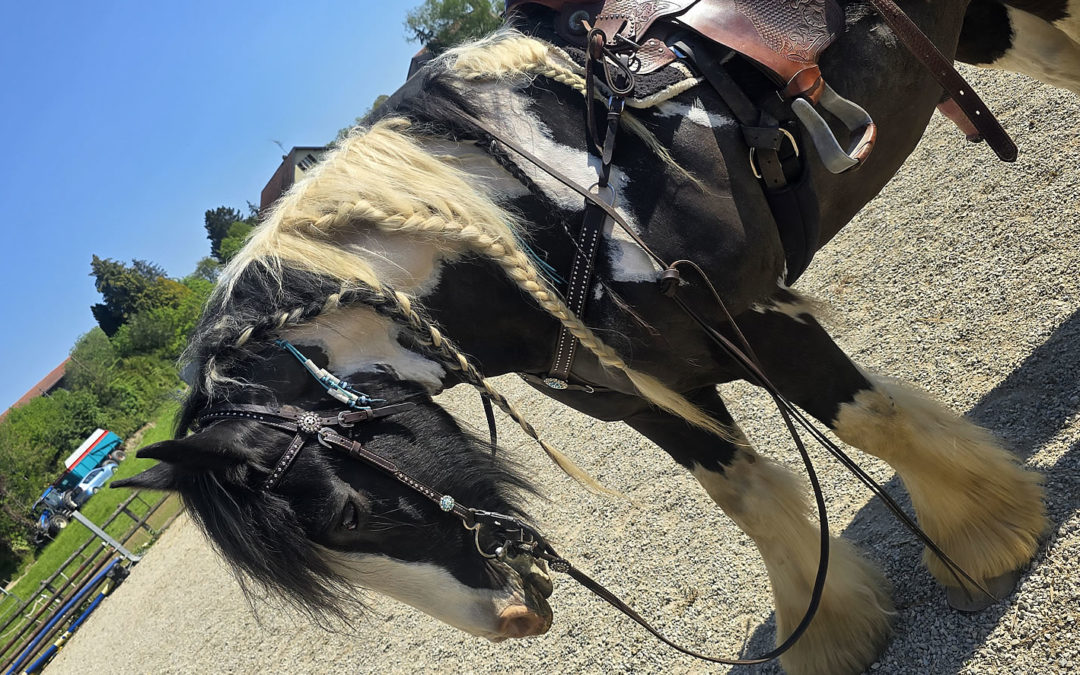 Attaches répulsives pour chevaux