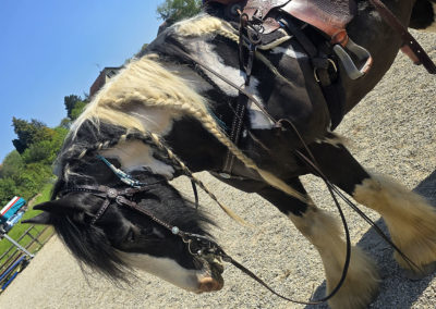 Attaches répulsives pour chevaux