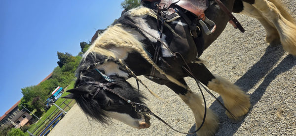Attaches répulsives pour chevaux