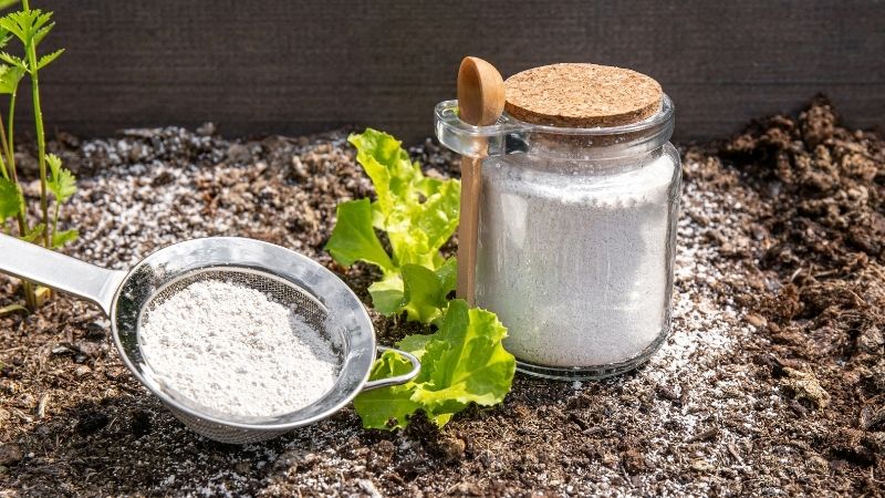 terre de sommière ou de diatomée